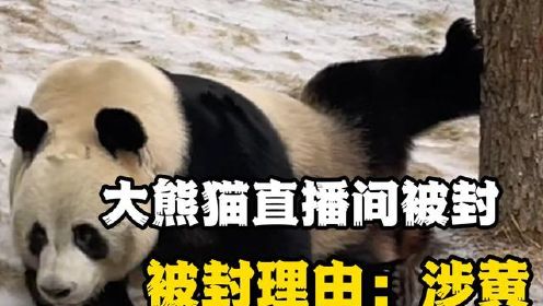 大熊猫直播间涉黄被封，熊猫：彩色照片我都拍不出来，怎么涉黄#熊猫#熊猫灵岩#灵岩直播间被封#热点