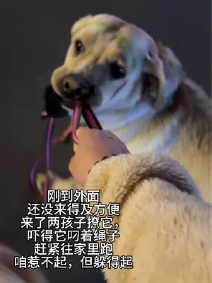 看它那惊慌失措的眼神 感觉特别心疼