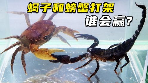 螃蟹和蝎子打架，不把对方干趴不罢休，最后谁会赢？