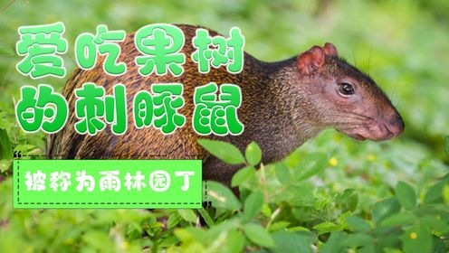 贼爱吃“森林炮弹”的鼠鼠，被称为雨林园丁，帮助巴西坚果树传播种子