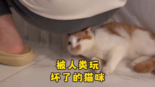 那些被人类玩坏了的猫咪，来看看哪个最惨？