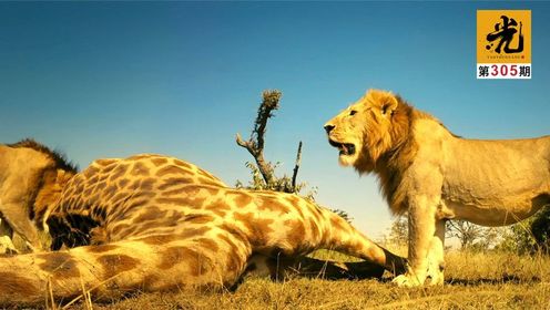 一脚就能踢死狮子！成年长颈鹿被三雄狮猎杀，一天就被啃到只剩皮