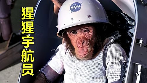 第一只登上太空的黑猩猩最终怎样了？过程惊心动魄，结局令人感动