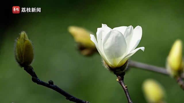 温润高雅!延时摄影欣赏玉兰花绽放