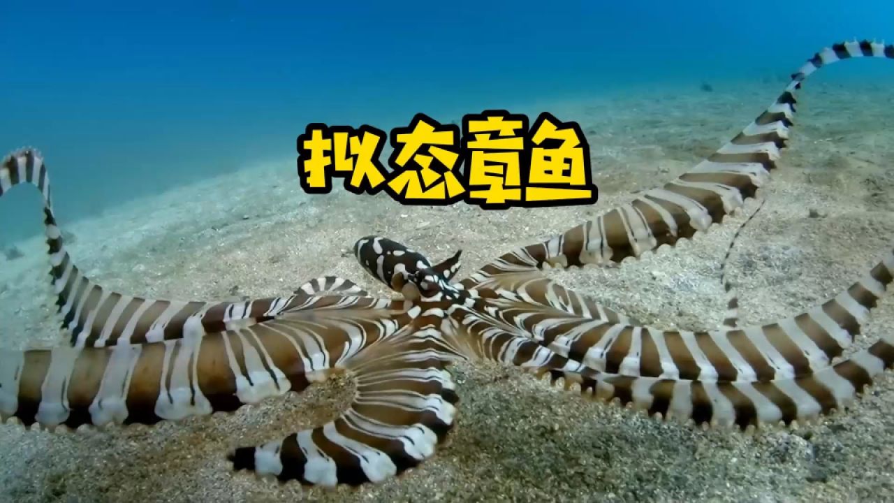 海底的变身大师——拟态章鱼|纪录片