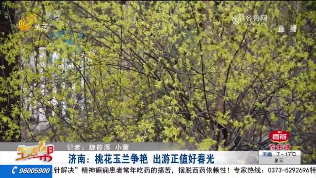 花团锦簇、春意盎然!到济南,看桃花玉兰争艳,感受出游好春光