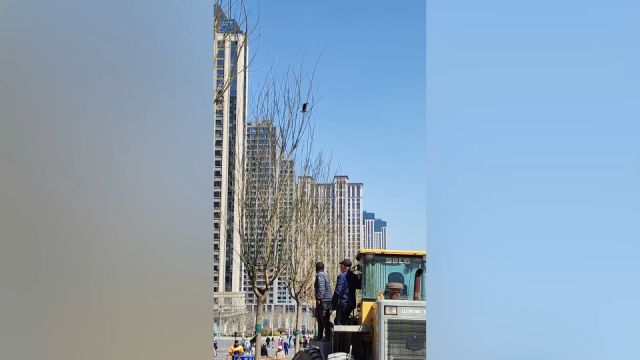 港东五街无人机被卡树上,城建工人开来工程车帮忙取下