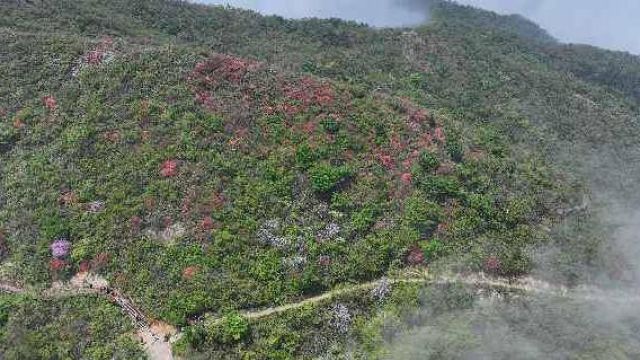 杭州余杭大片红杜鹃在云海中绽放