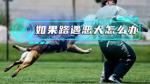 如果在路上遇到恶犬应该怎么办?_高清1080P在线观看平台_腾讯视频
