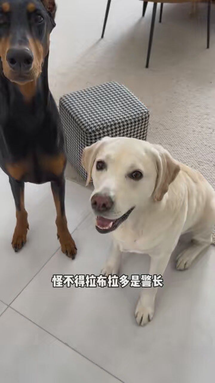 怪不得拉布拉多是警长,杜宾是警员 #春日萌宠收藏夹 #杜宾 #拉布拉多