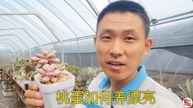 桃蛋是多肉植物界的小萌物,怎么能养漂亮?看看你还有机会吗?