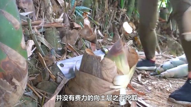 小婷的荒野生活:各种果蔬都进入丰收的季节2