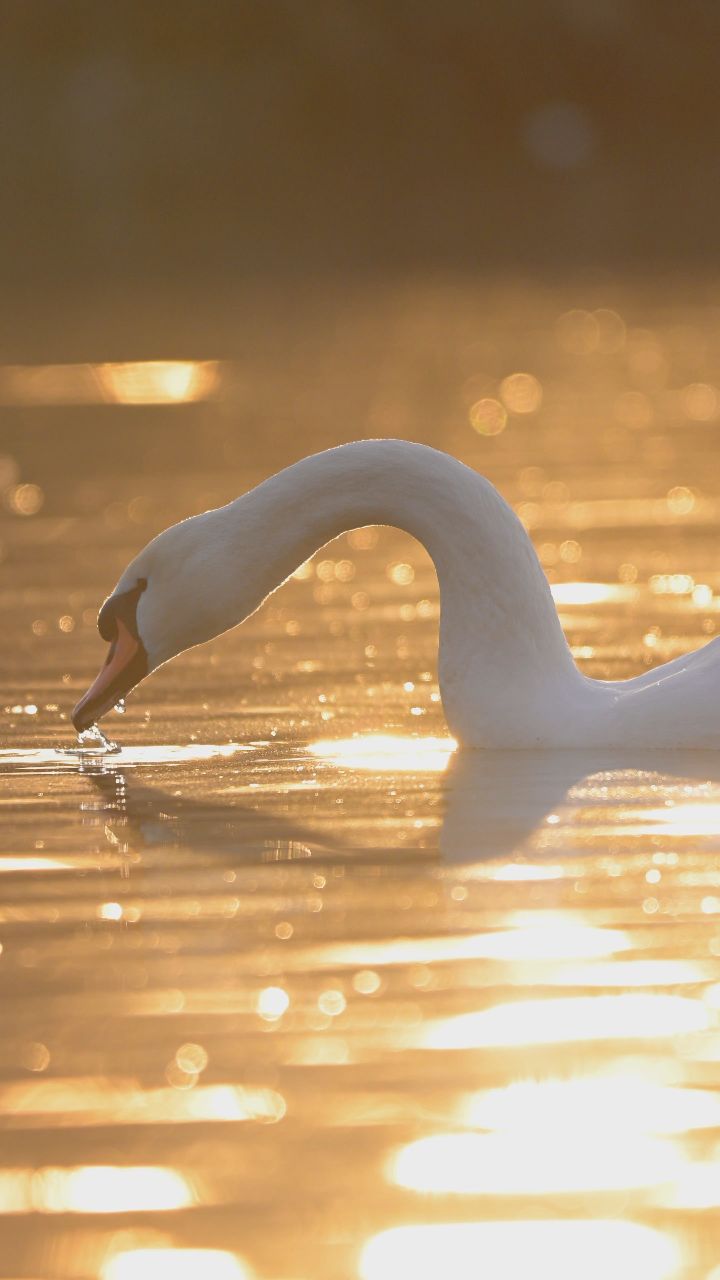 清晨的湖面上,一只优雅的疣鼻天鹅正在轻盈地游动着,仿佛在跳一支与