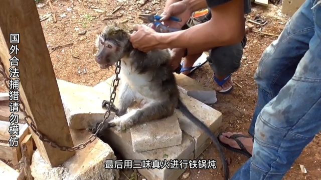 猎人狩猎 3