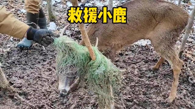 救助被网绳缠绕的小鹿 #动物救助 #万物皆有灵性 #善待动物关爱生命 #爱护动物