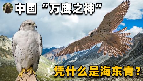 同样是中国猛禽，金雕又大又威风，为何“万鹰之神”却是海东青？