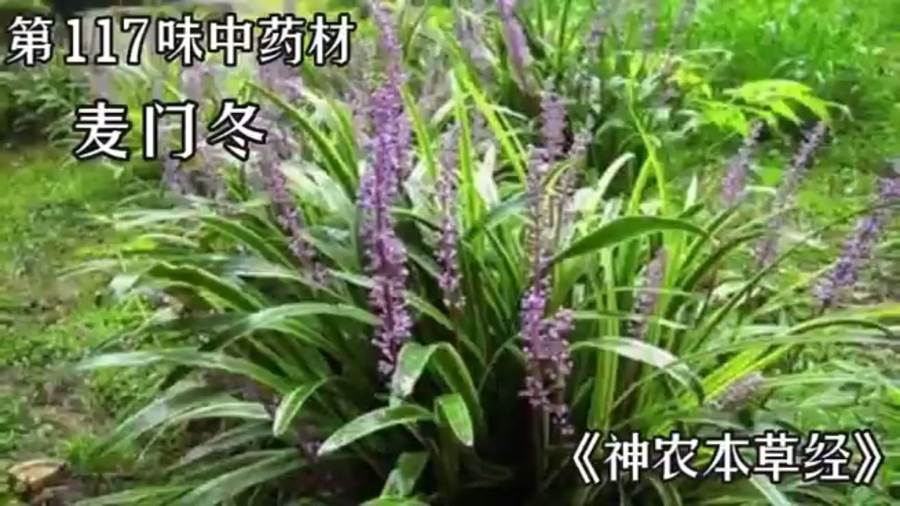 今天介绍第一百一十七味中药材，麦门冬#麦门冬#中医#中草药#中药材#倪海厦_高清1080P在线观看平台_腾讯视频