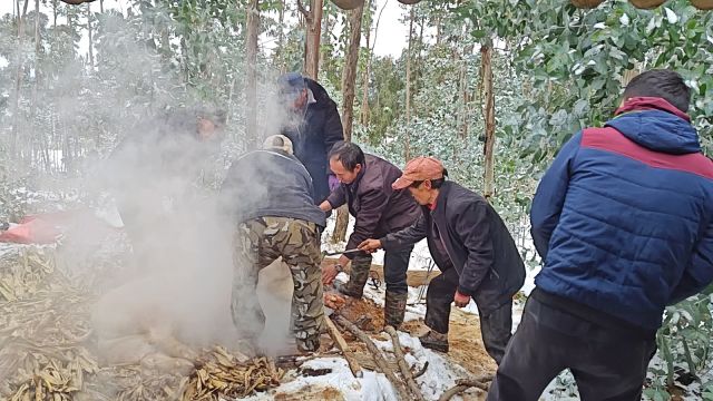 云南曲靖农村杀猪现场!