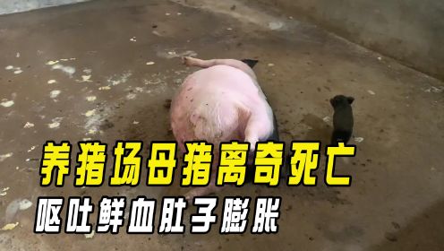 养猪场三百多斤母猪离奇死亡，呕吐鲜血肚子膨胀，女子当场崩溃
