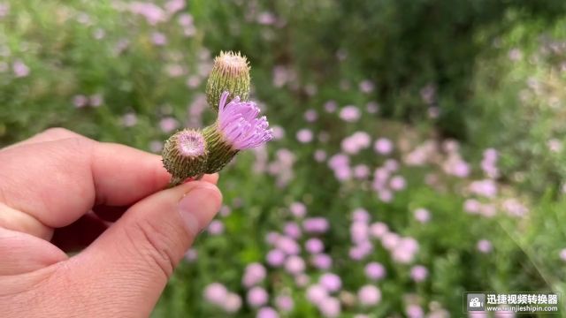 田间野生小紫花,消暑去火又好吃,来看看你认识吗?