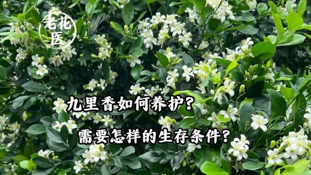 九里香如何养护?需要怎样的生存条件?