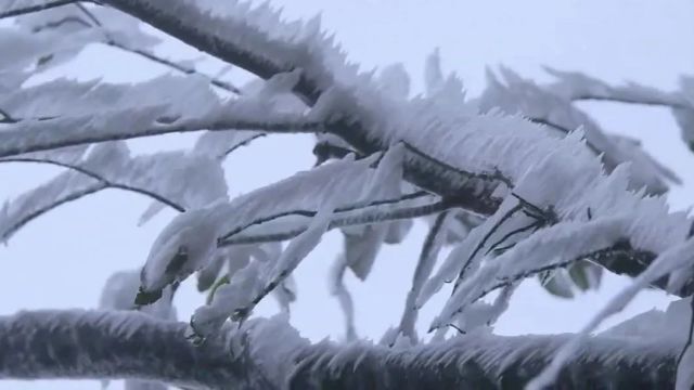 4.4℃!大容山、六万大山、都峤山现雾凇冰挂美景