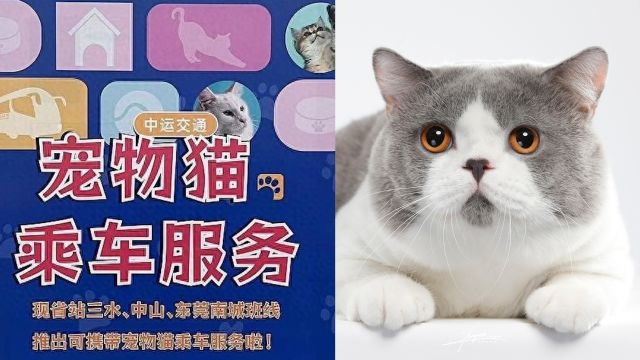 广州客运站开通3条宠物猫专线:一人一猫,需购买人宠同乘票