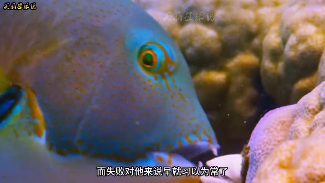 爱吃蛤蜊的鱼之《猪齿鱼》#动物世界#海洋生物#神奇的动物在#猪齿鱼#动物世界精彩瞬间