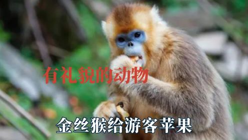 有礼貌的动物最令人喜欢，金丝猴把苹果让给游客，开开心心打招呼