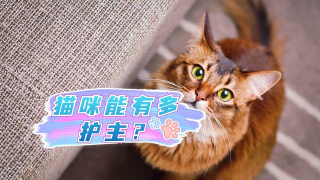 猫咪能有多护主?看完真的被它感动到了!