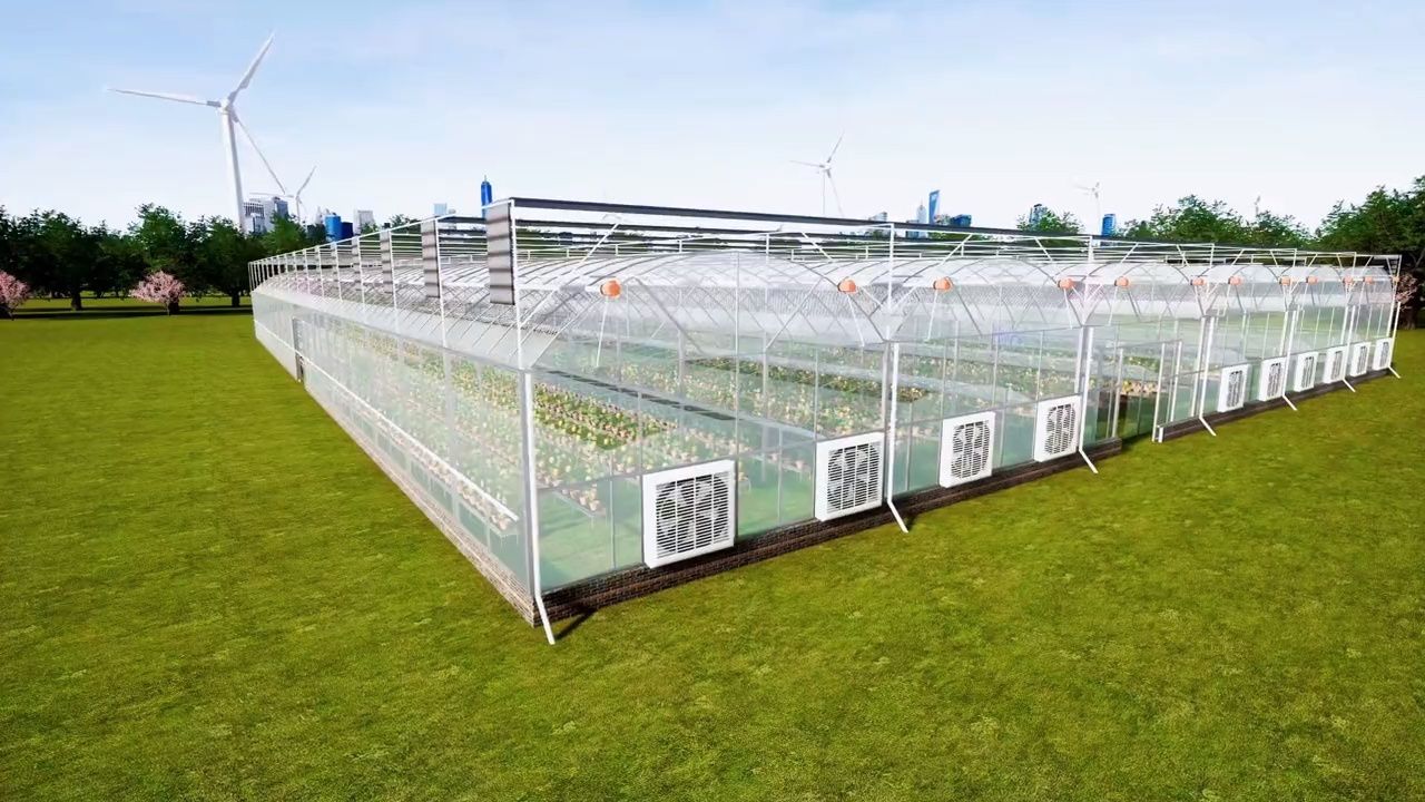 连栋大棚无土栽培效果图