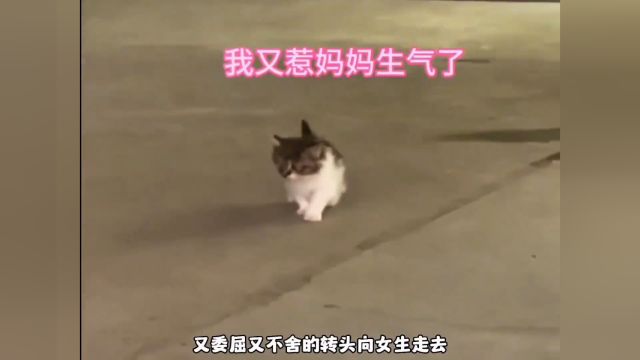 流浪猫妈妈的故事,太感人了