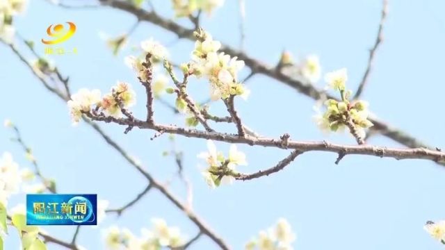 赏“梅”正当时!邀您一起欣赏冬日“梅”景