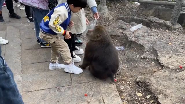 峨眉山“人猴大战”,猴王被当场击毙,为何峨眉猴频频攻击游客?#峨眉山的猴子#科普一下 2