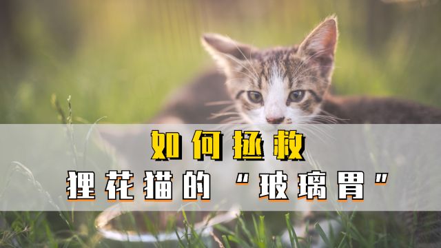 狸花猫这样养!玻璃胃变钢铁胃!