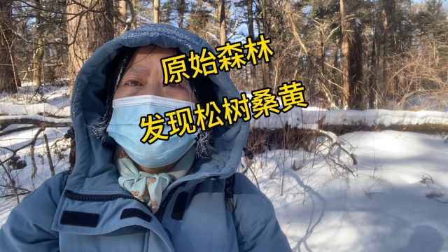 大森林里宝贝多,上山又遇见松树桑黄,你知道它的功效吗