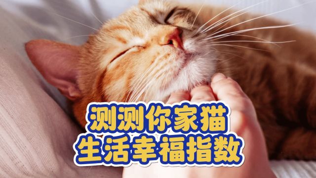 一起来的测试你家猫咪生活指数有多少吧