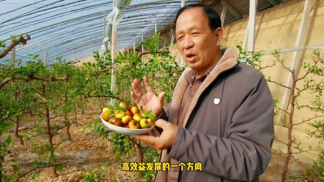 外残雪未消室内枣花放香,李长娃双季枣花开正艳,迎来远方客