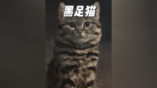 最致命的猫科动物,黑足猫!全世界禁养