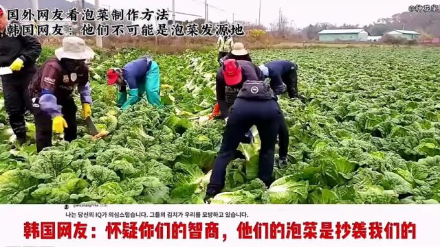 国外网友看泡菜制作方法,韩国网友:泡菜不是他们发明的