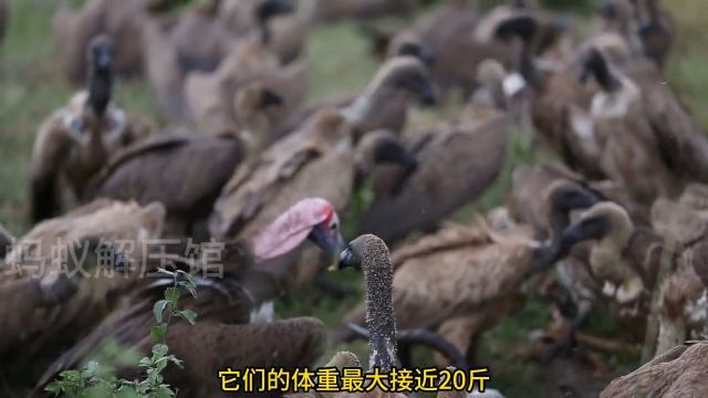 大型猛禽:秃鹫!它是一只有原则的鸟!神奇动物在野生动物零距离动物解说奇妙的动物