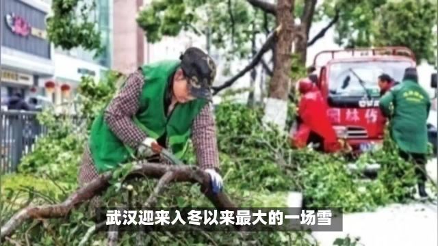 武汉万科城市花园大量树木断枝倒伏