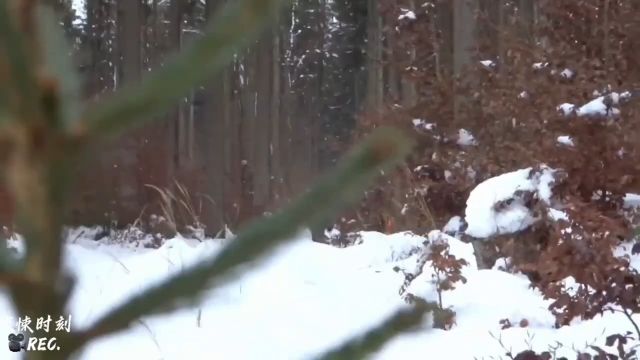 惊险一幕!男人在游玩时偶然拍摄到了传说中的雪怪!