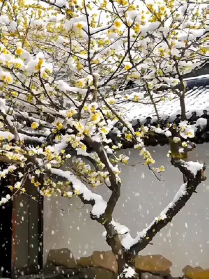 暴雪纷飞,一夜醒来梅花全开了#你的城市下雪了吗