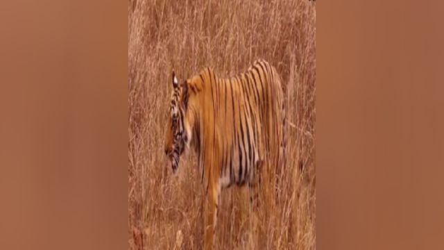 威武霸气的老虎,百兽之王老虎狩猎