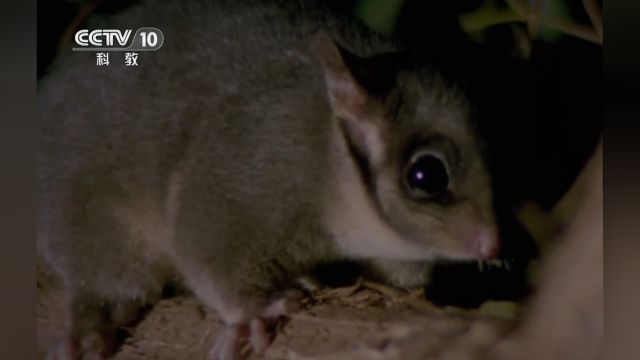 野猫猎杀了无数袋貂,利氏袋鼯也面临威胁,可能成家族中先灭绝的