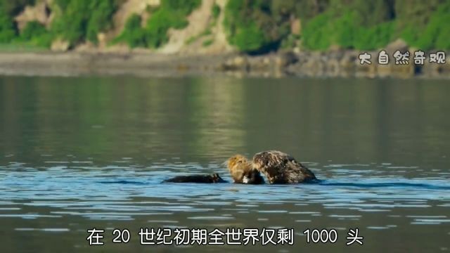 世界排名第五可爱的海獭万物皆有灵性海獭动物世界海洋生物