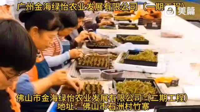 佛山市金海绿怡农业发展有限实况