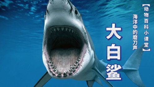 大白鲨：海洋中的'磨刀声'