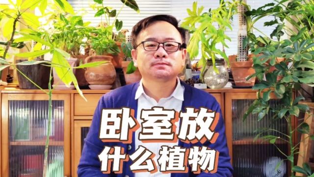 卧室可以放什么植物?推荐6种,耐荫好养,净化空气